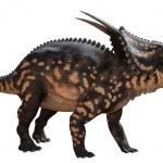 einiosaurus3