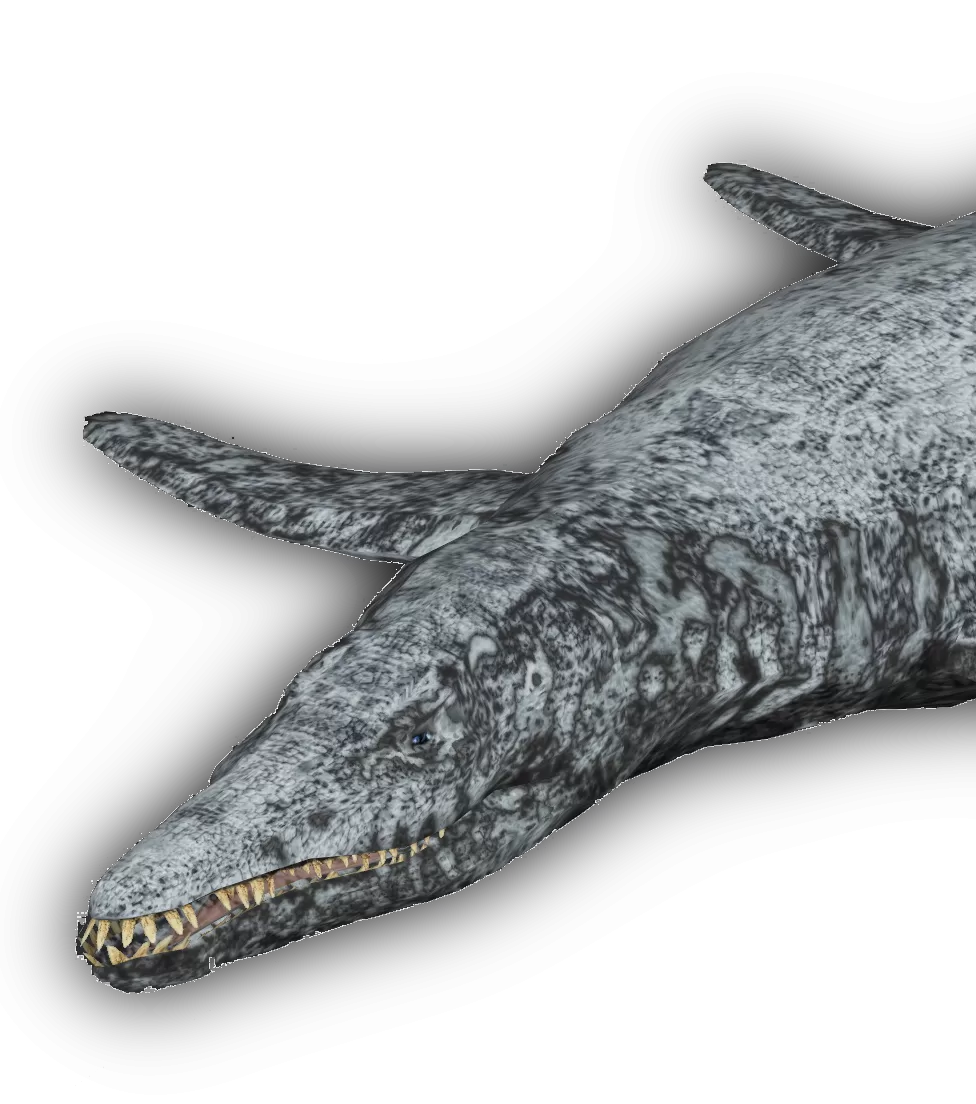 Brachauchenius-large